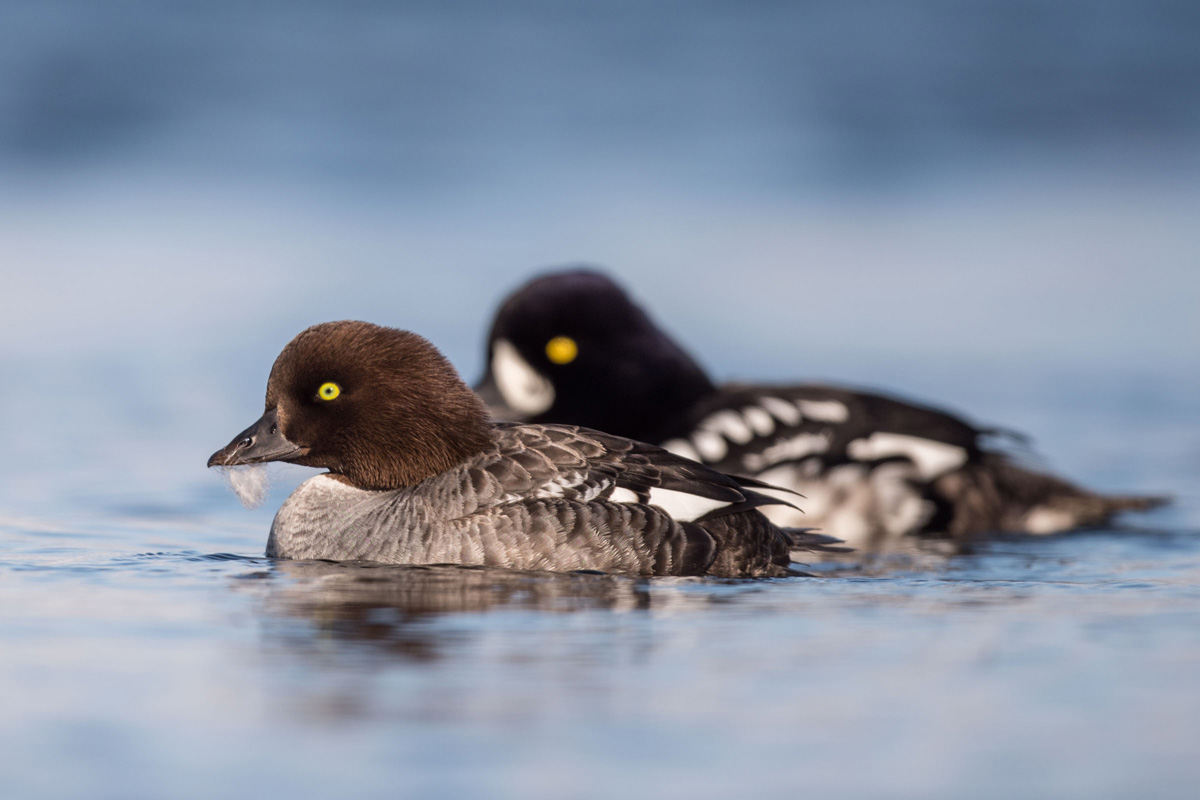 Barrow's Goldeneye