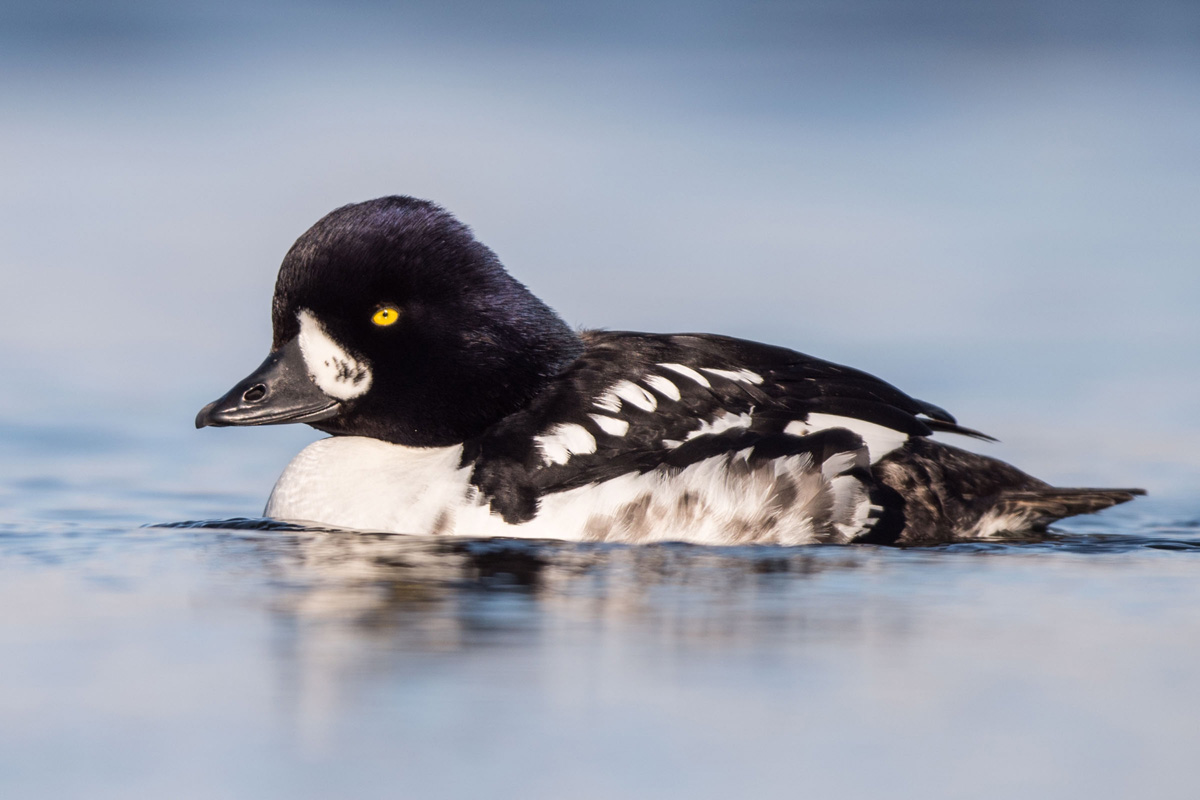 Barrow's Goldeneye