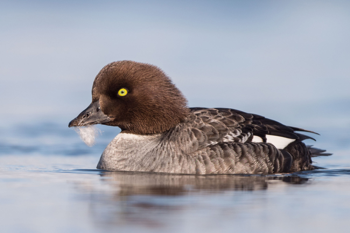 Barrow's Goldeneye