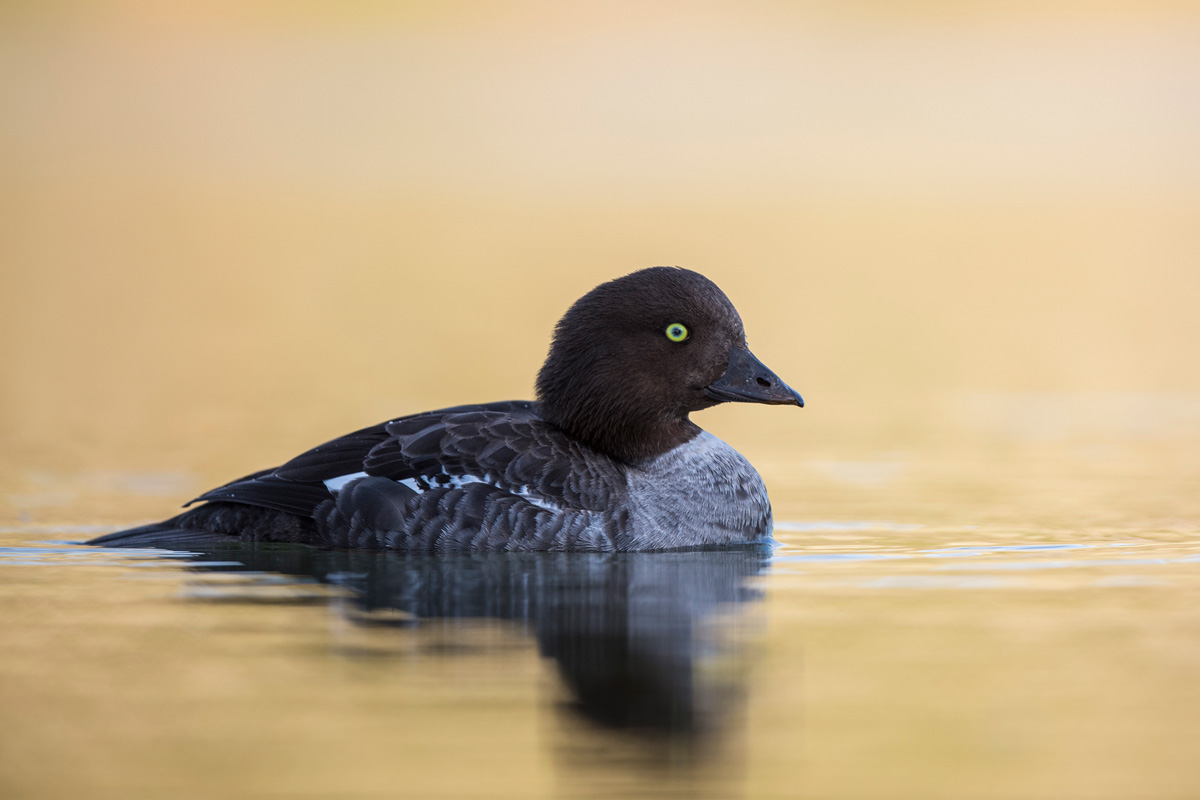 Barrow's Goldeneye