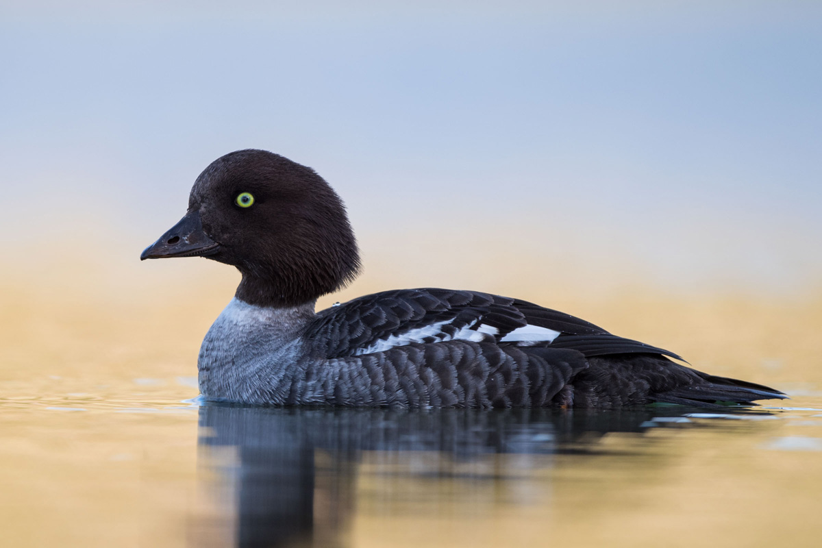 Barrow's Goldeneye