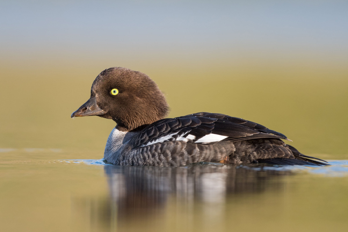 Barrow's Goldeneye