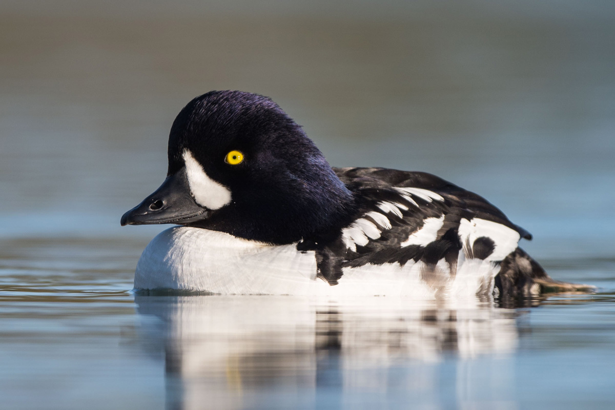 Barrow's Goldeneye