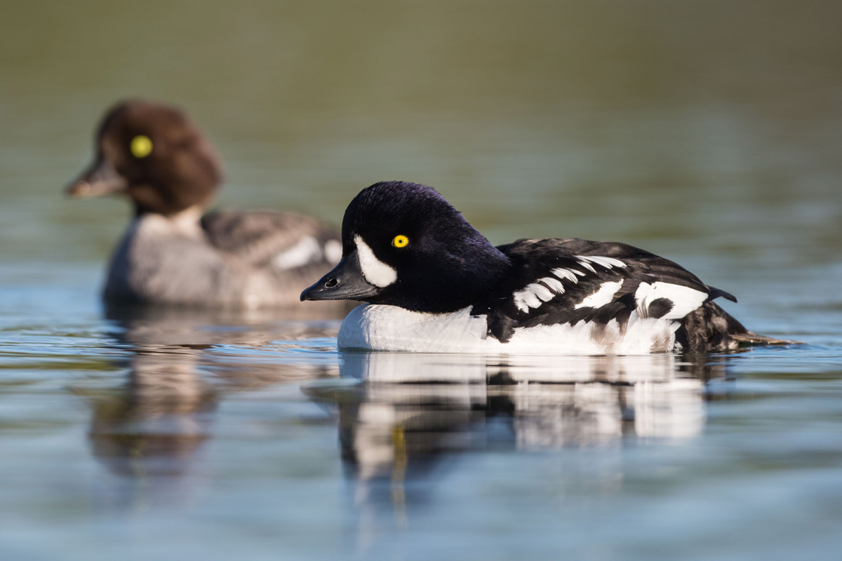 Barrow's Goldeneye