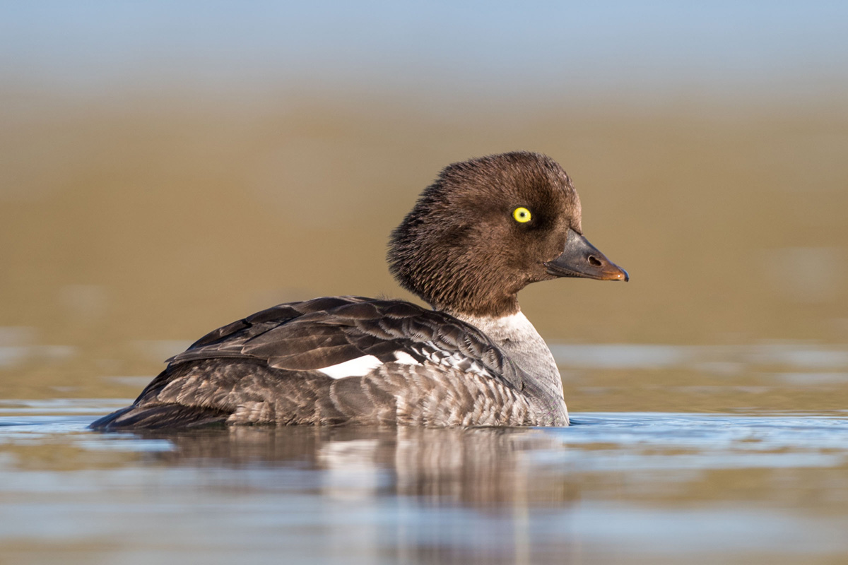 Barrow's Goldeneye