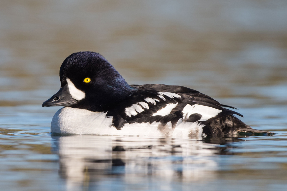 Barrow's Goldeneye