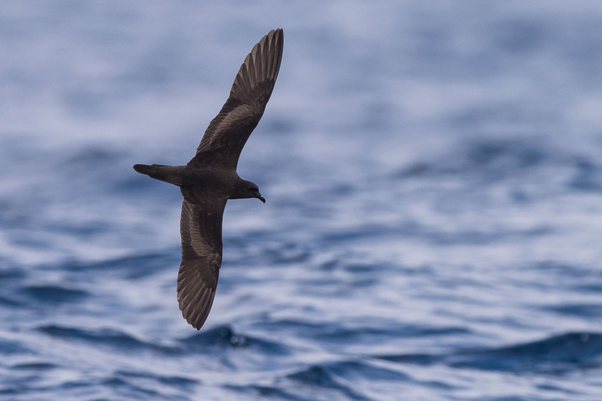 Bulwer's Petrel