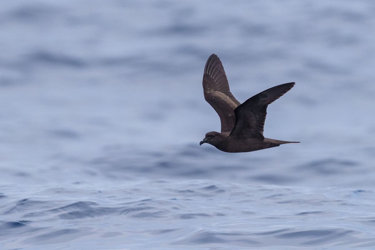 Bulwer's Petrel