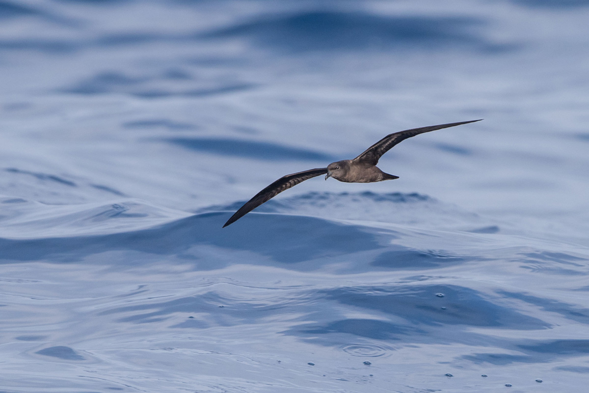 Bulwer's Petrel