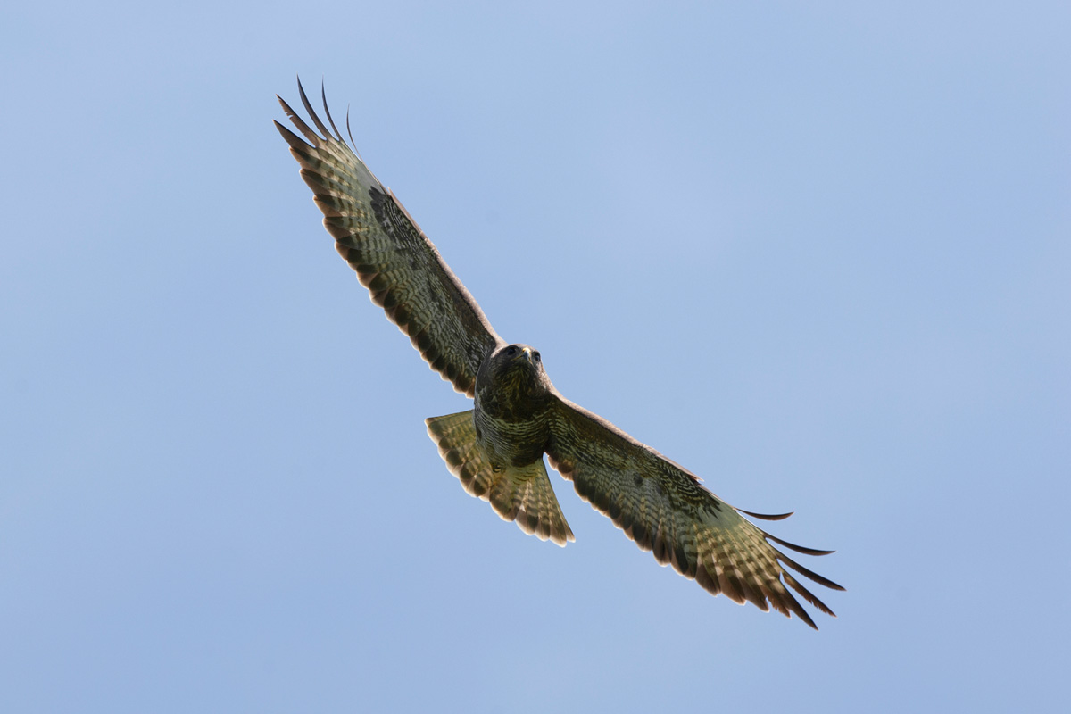 Mäusebussard