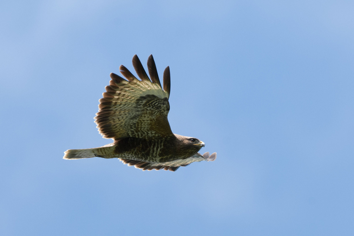 Mäusebussard