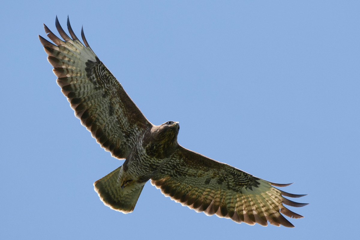 Common Buzzard