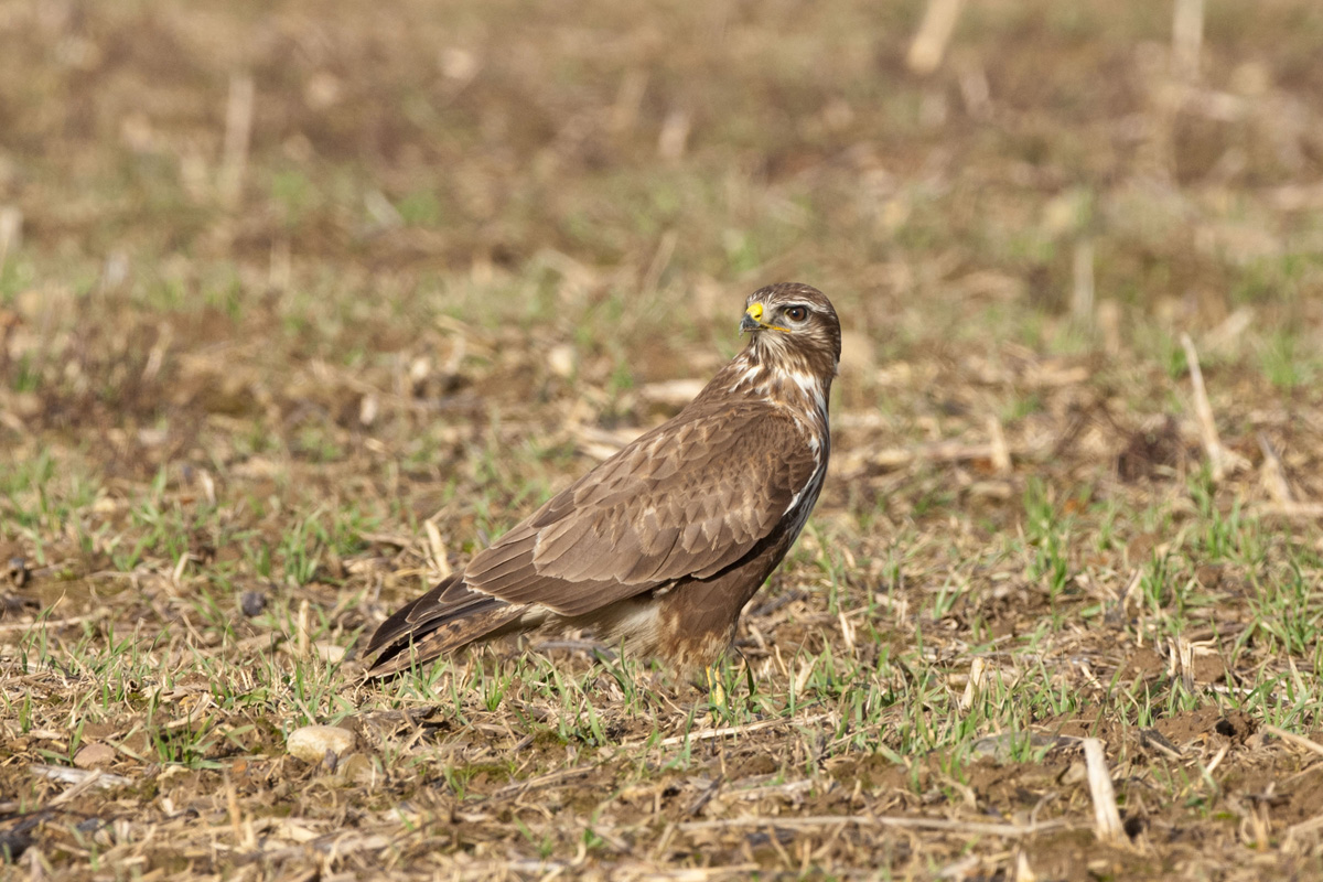 Mäusebussard