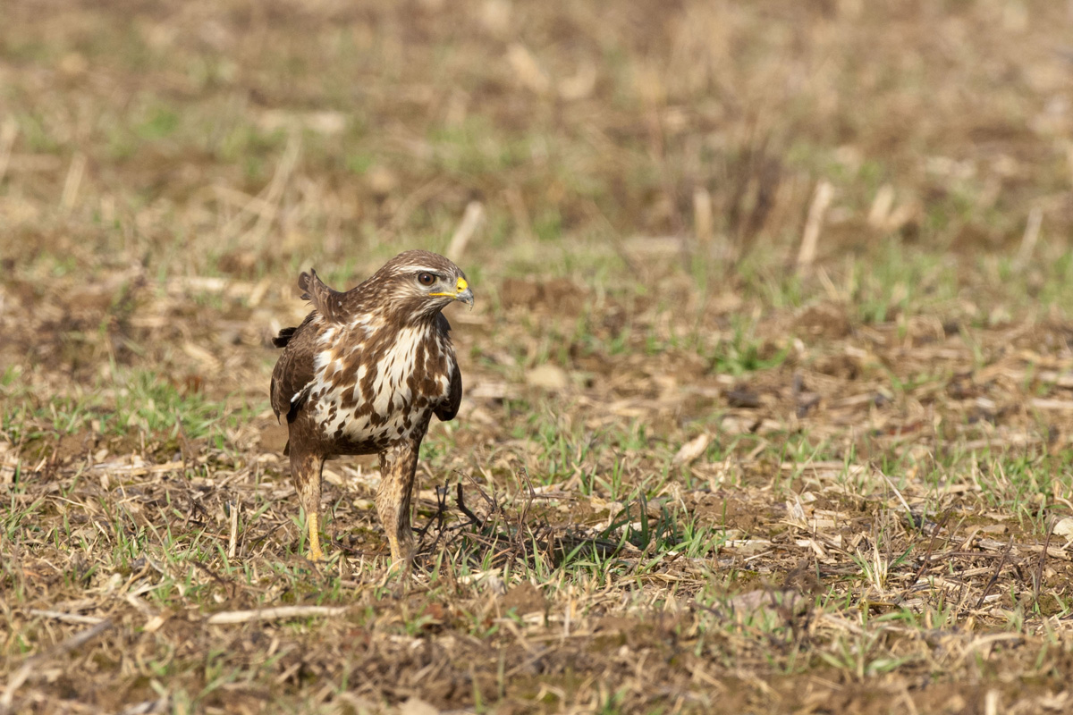 Mäusebussard