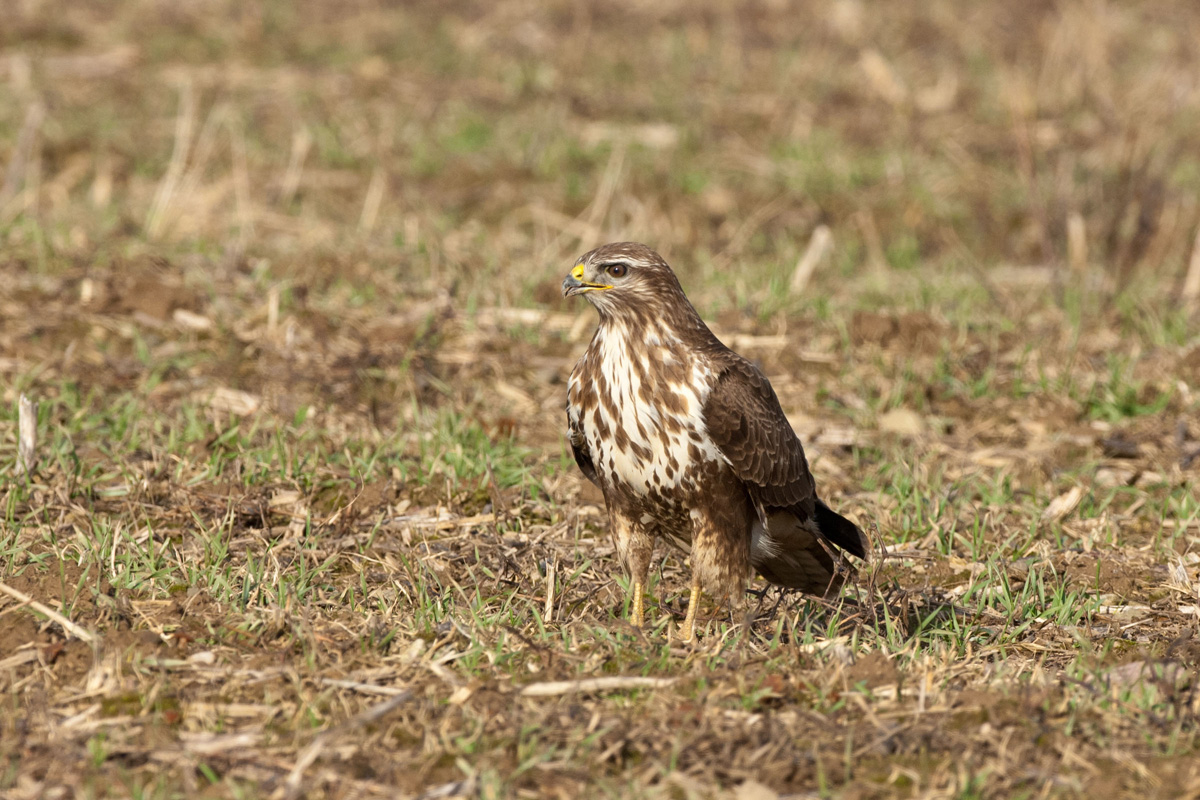 Mäusebussard