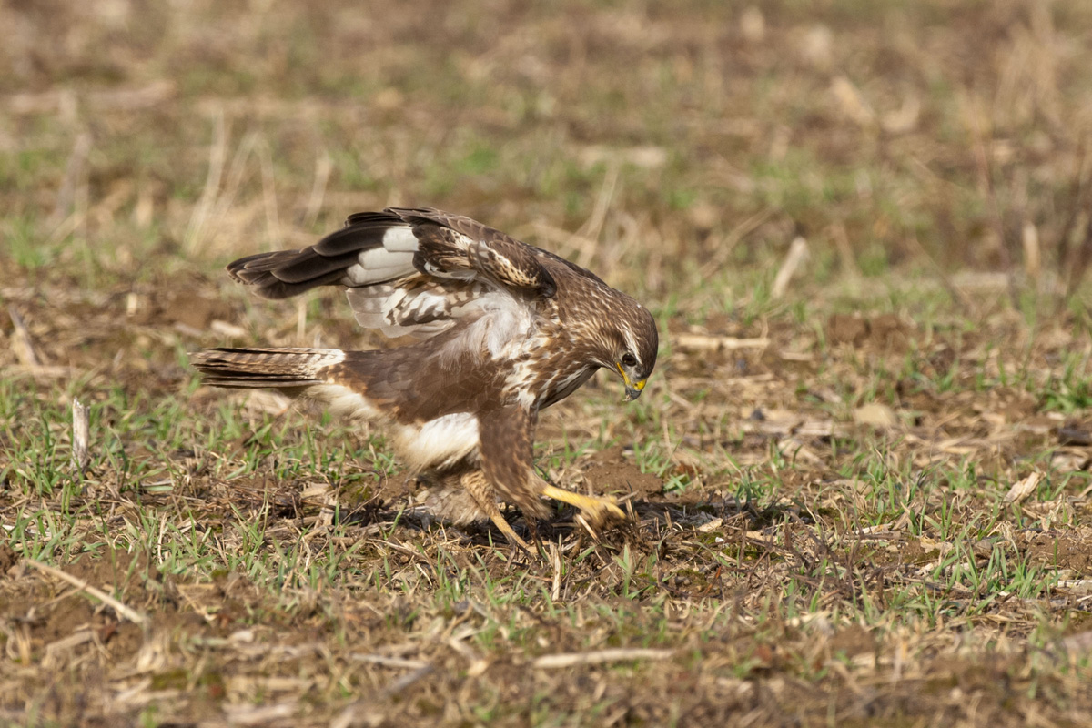 Mäusebussard