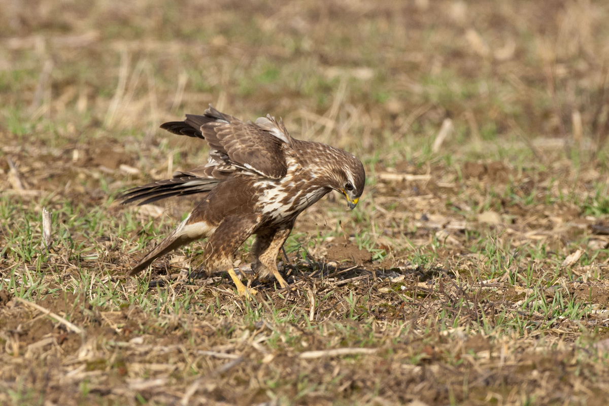 Mäusebussard