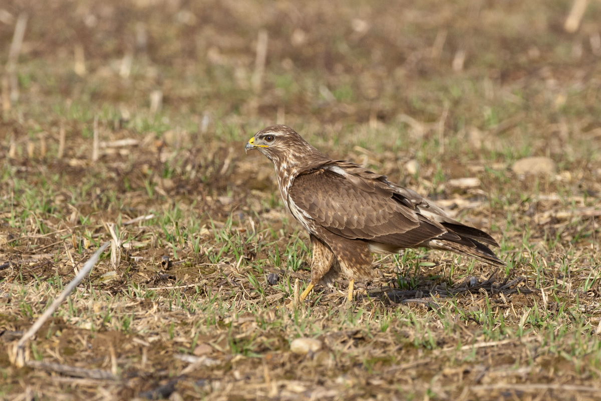 Mäusebussard