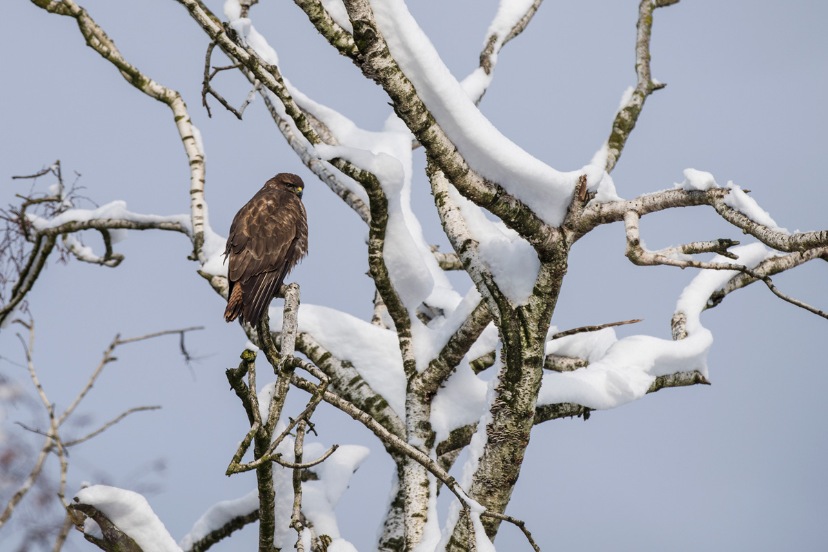 Mäusebussard