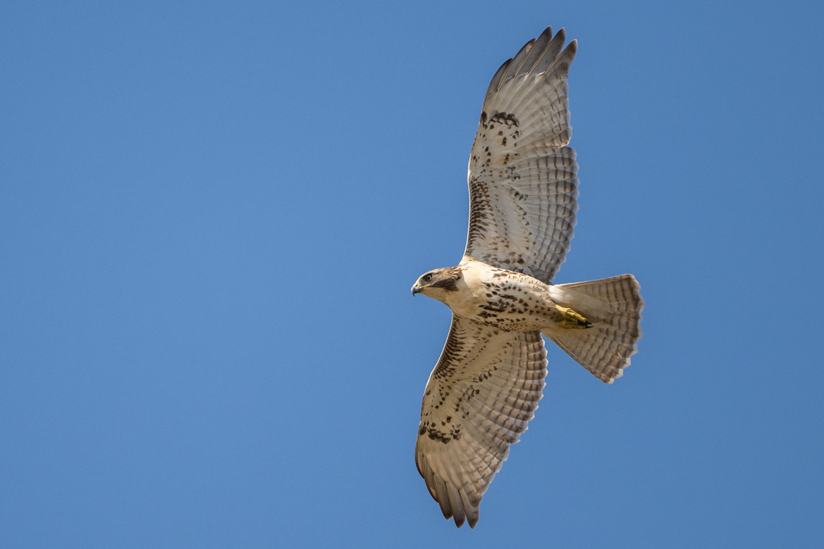 Red-tailed Hawk