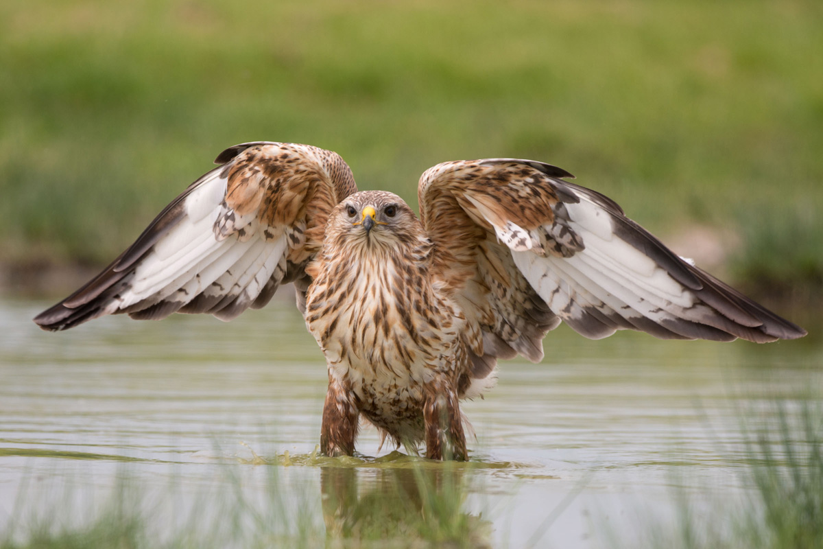 Long-legged Buzzard