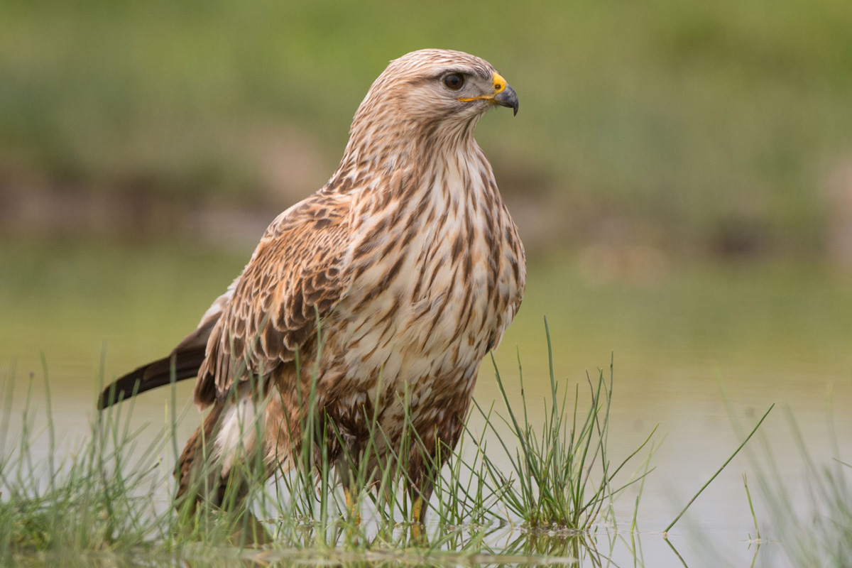 Long-legged Buzzard