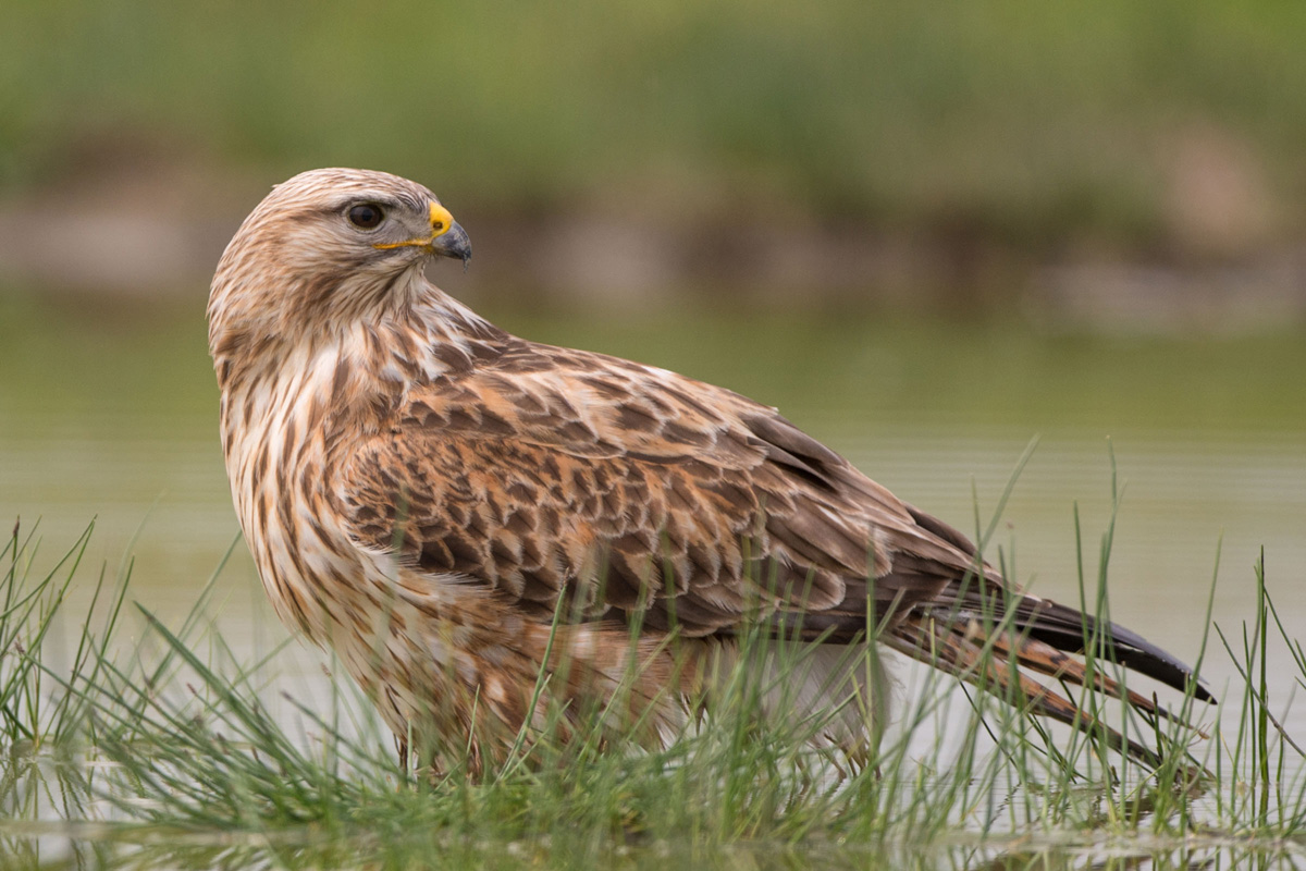 Long-legged Buzzard