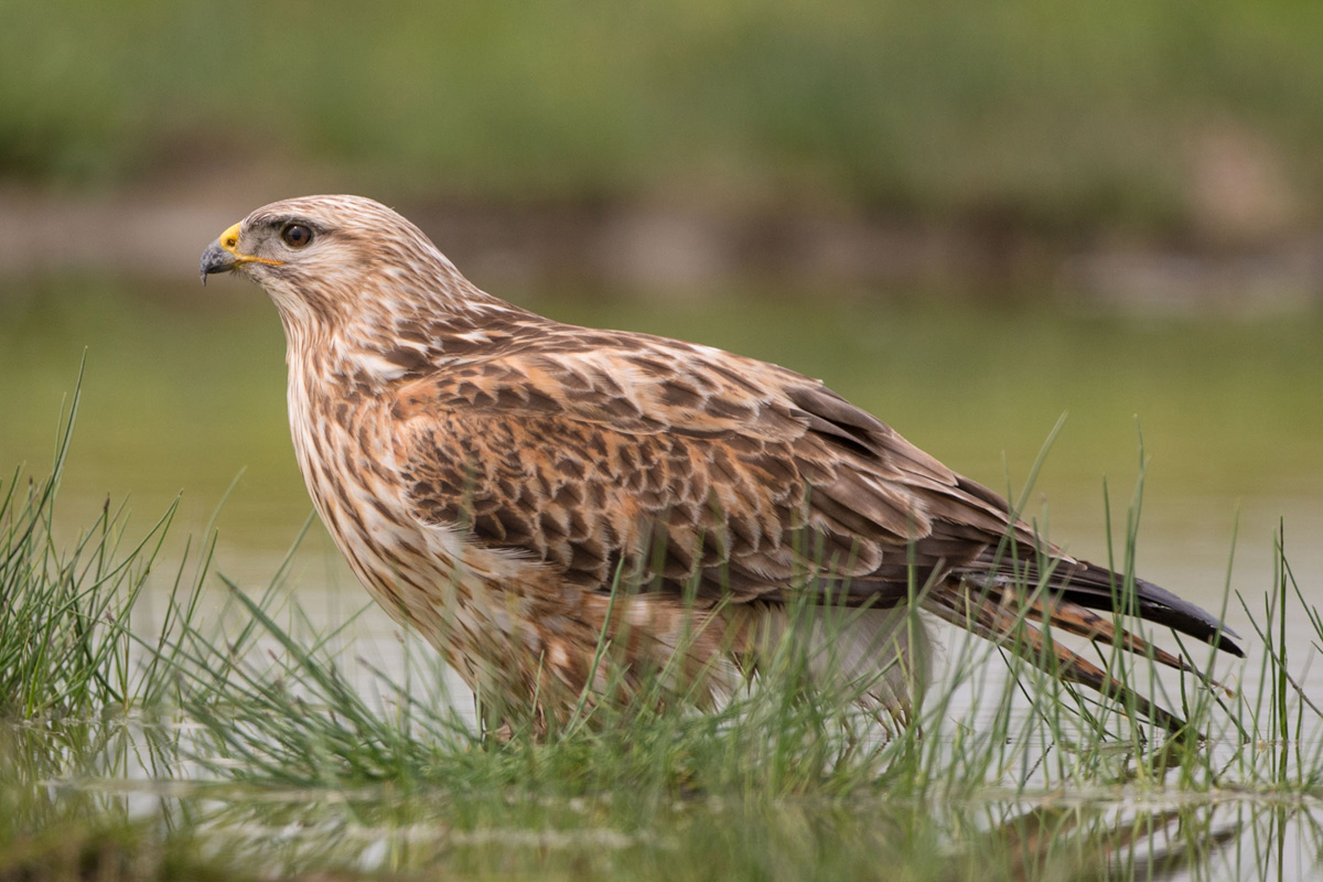 Long-legged Buzzard