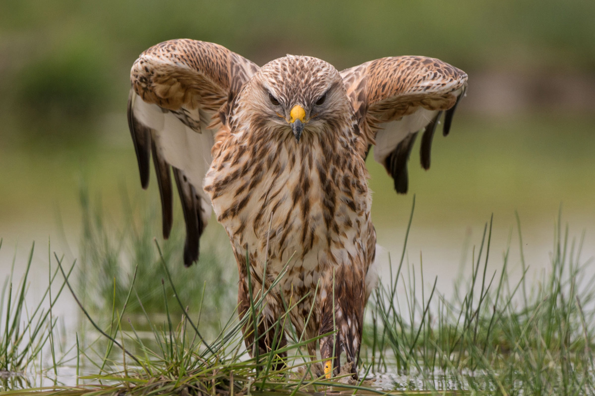 Long-legged Buzzard