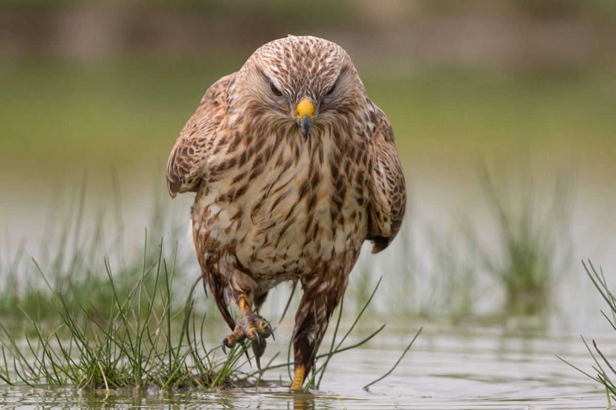 Long-legged Buzzard