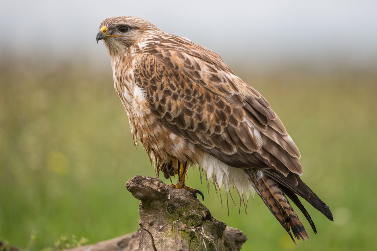 Long-legged Buzzard