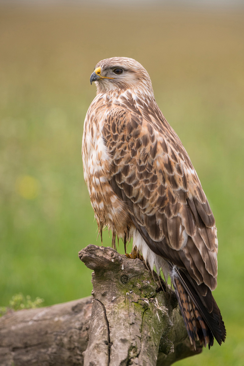 Long-legged Buzzard