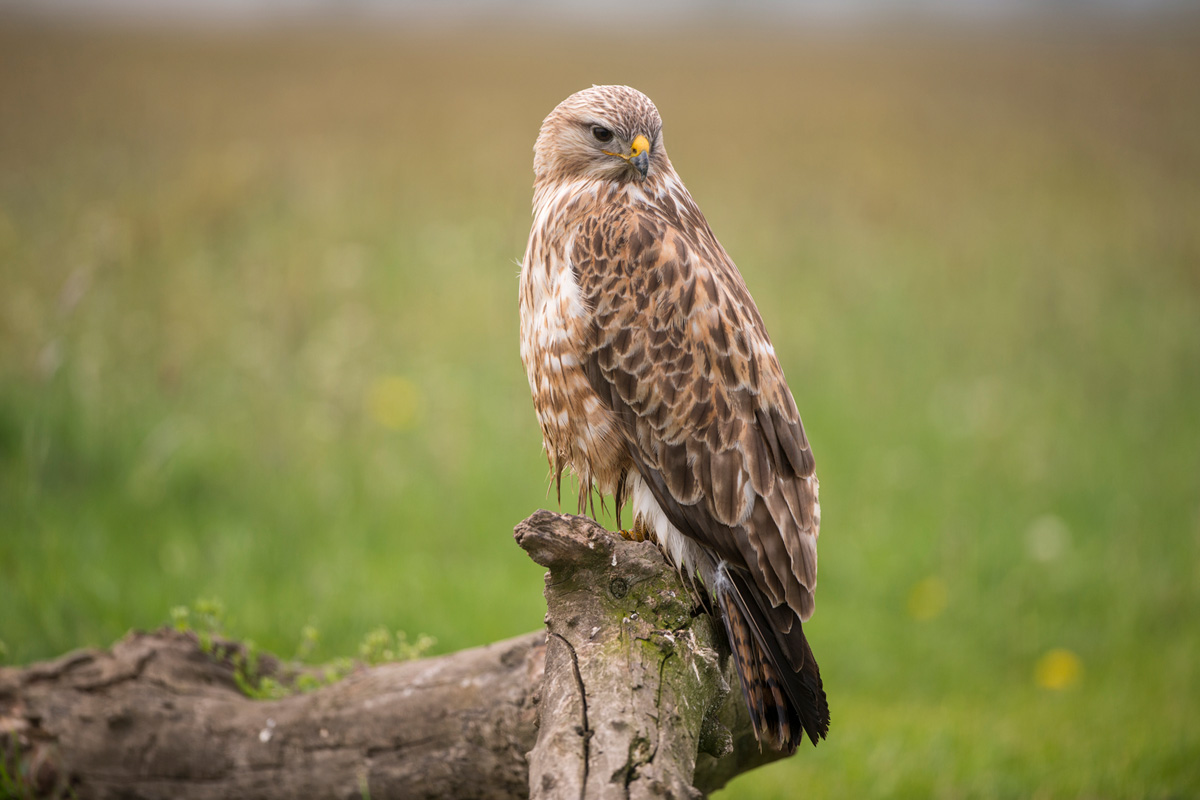 Long-legged Buzzard