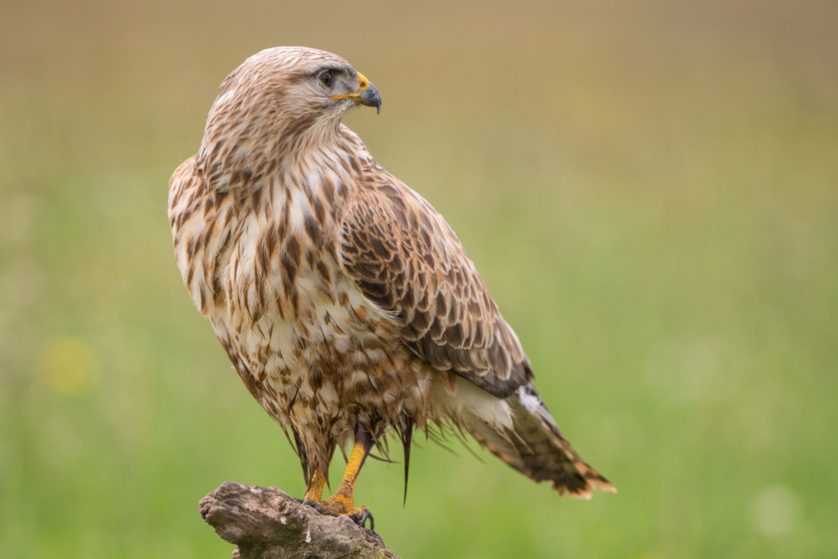 Long-legged Buzzard