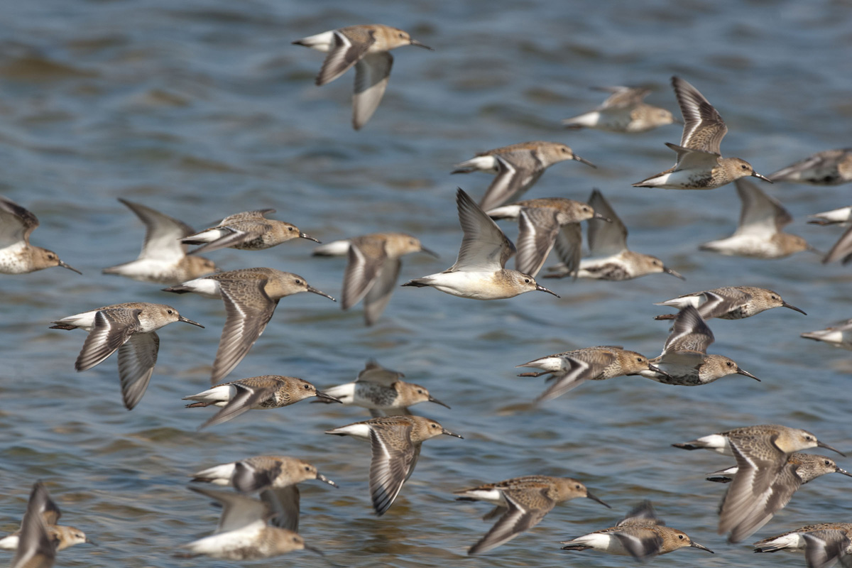 Dunlins and Curlew Sandpipers