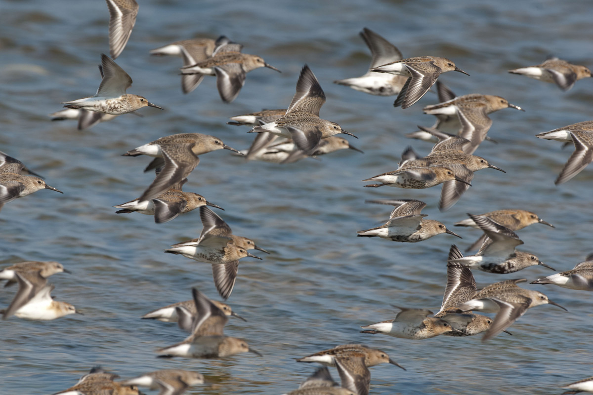 Dunlins and Curlew Sandpipers