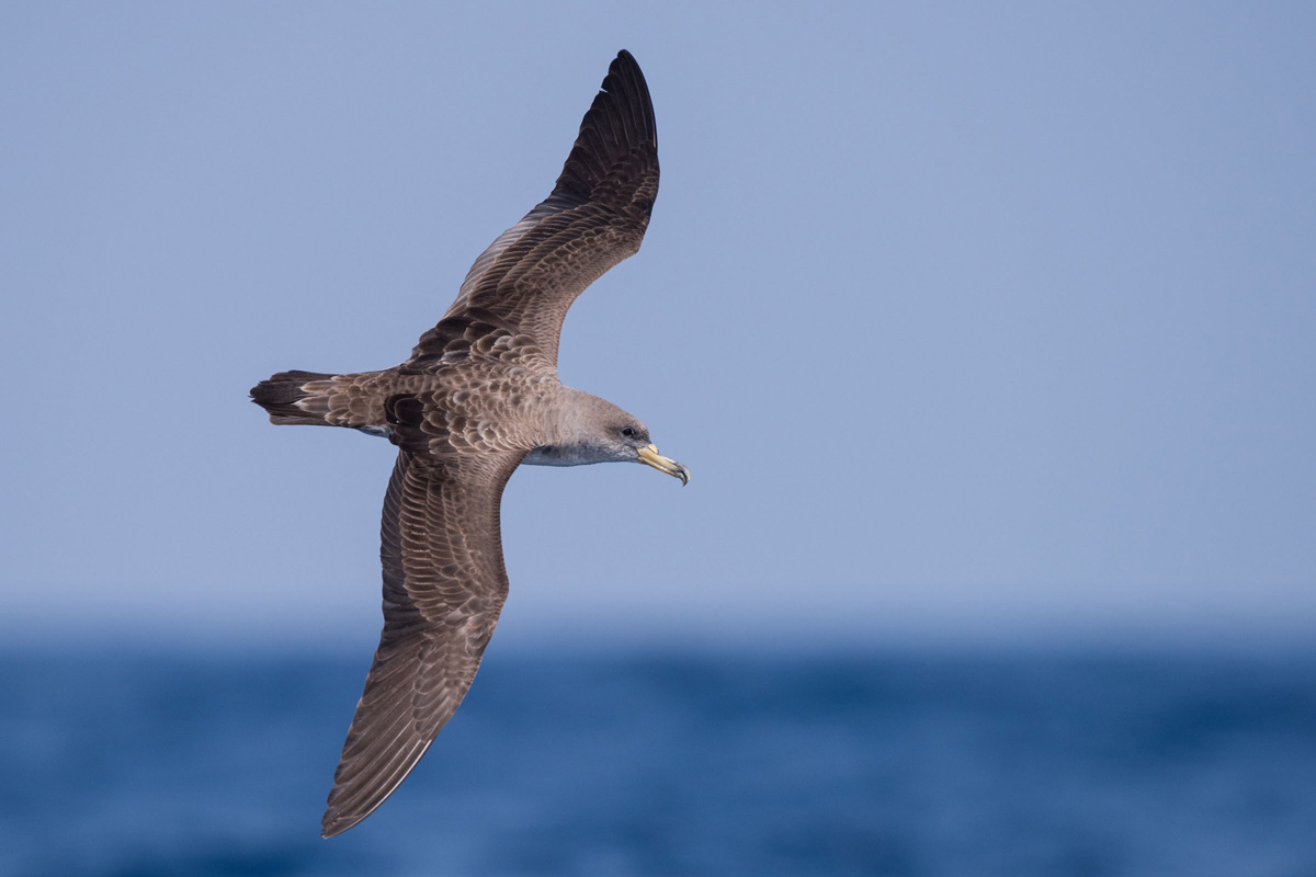 Cory's Shearwater