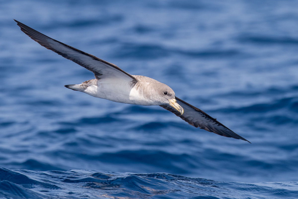 Cory's Shearwater