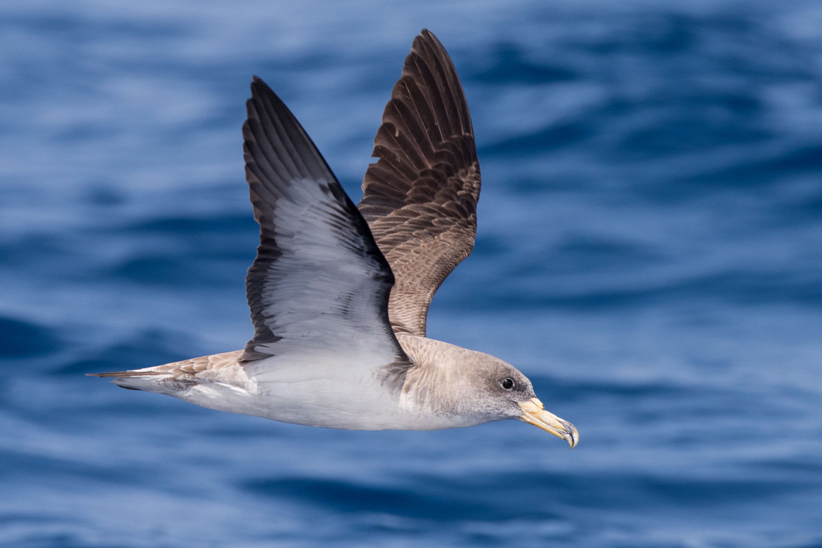 Cory's Shearwater