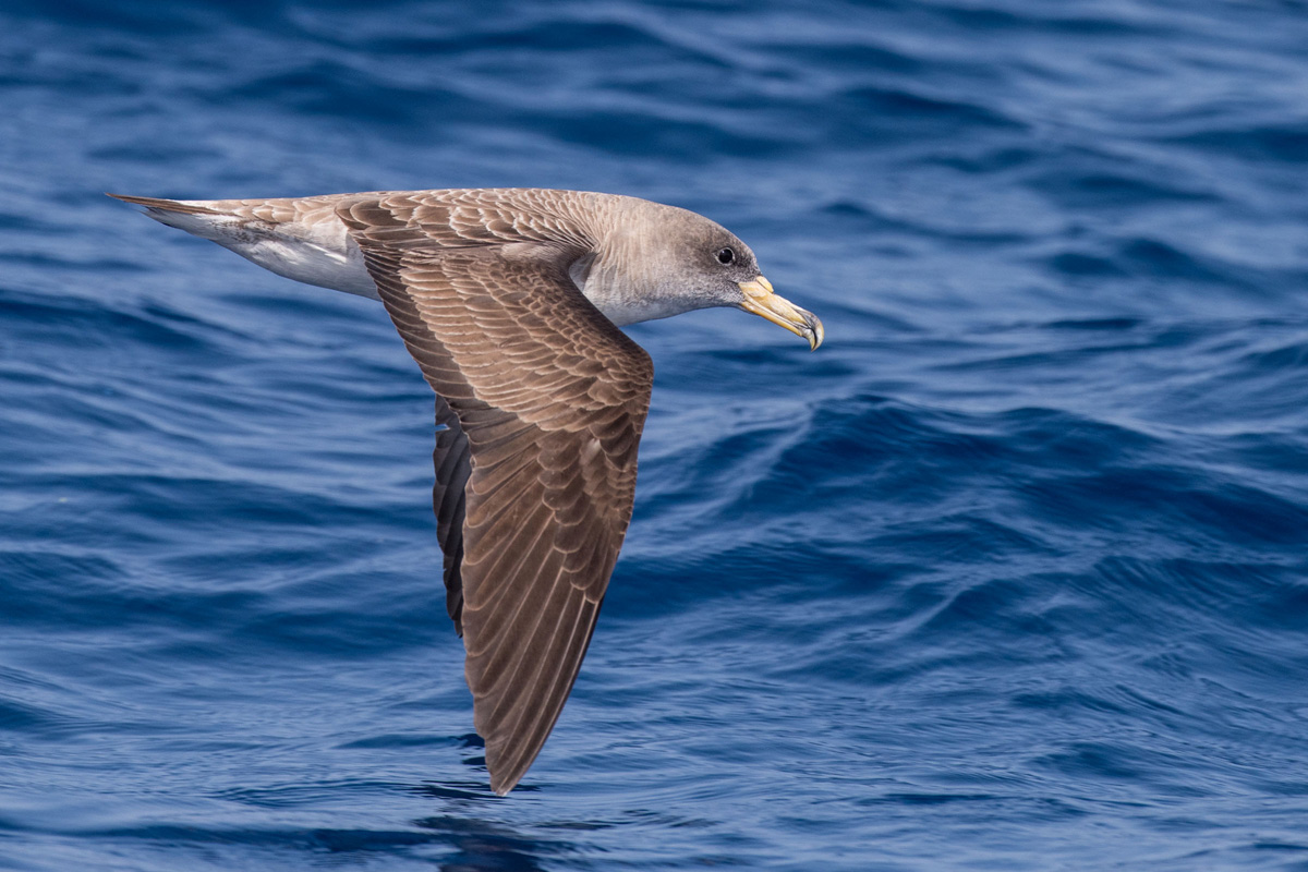 Cory's Shearwater