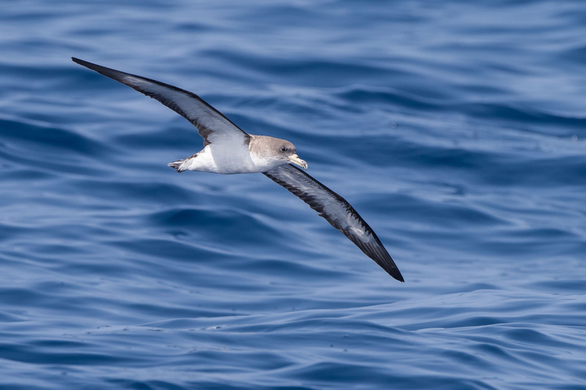 Cory's Shearwater