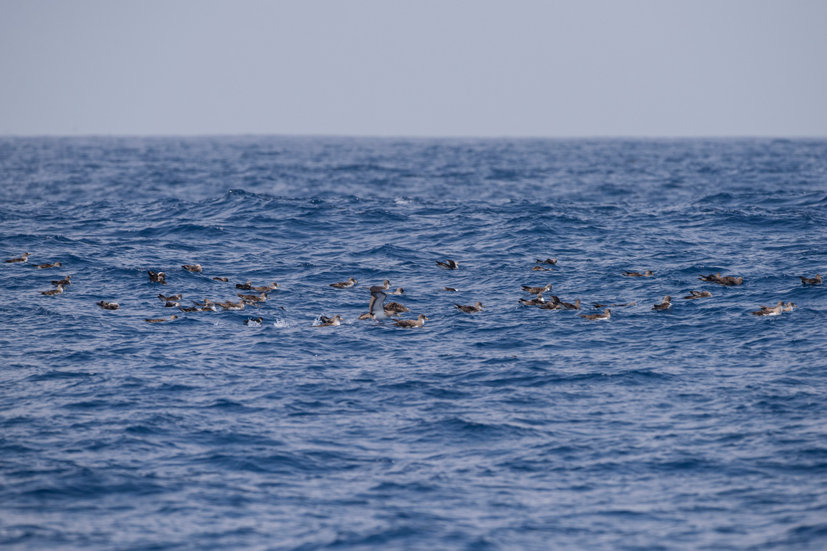 Cory's Shearwater