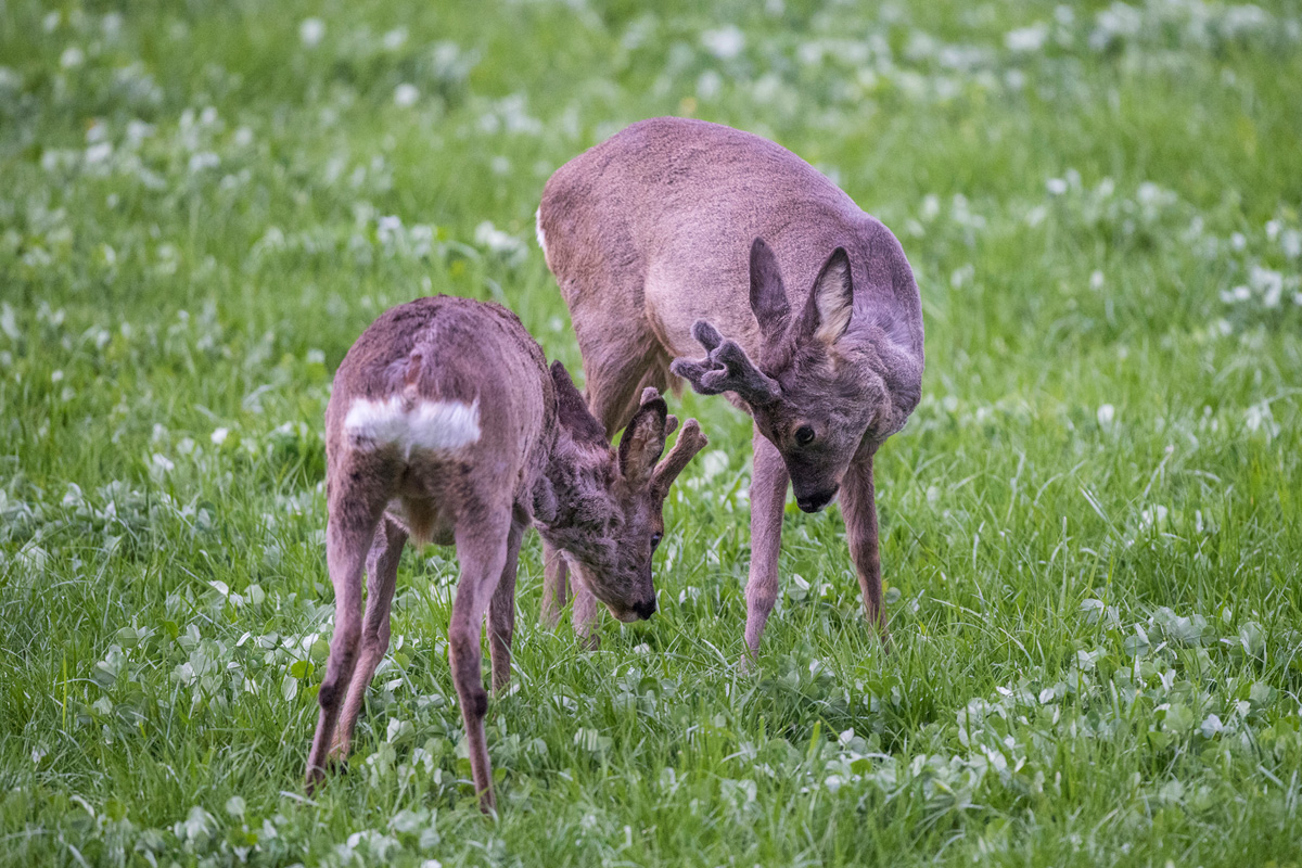 Roe Deer