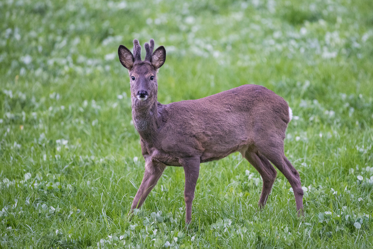 Roe Deer