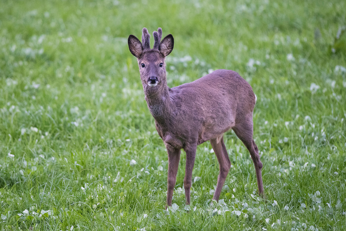 Roe Deer