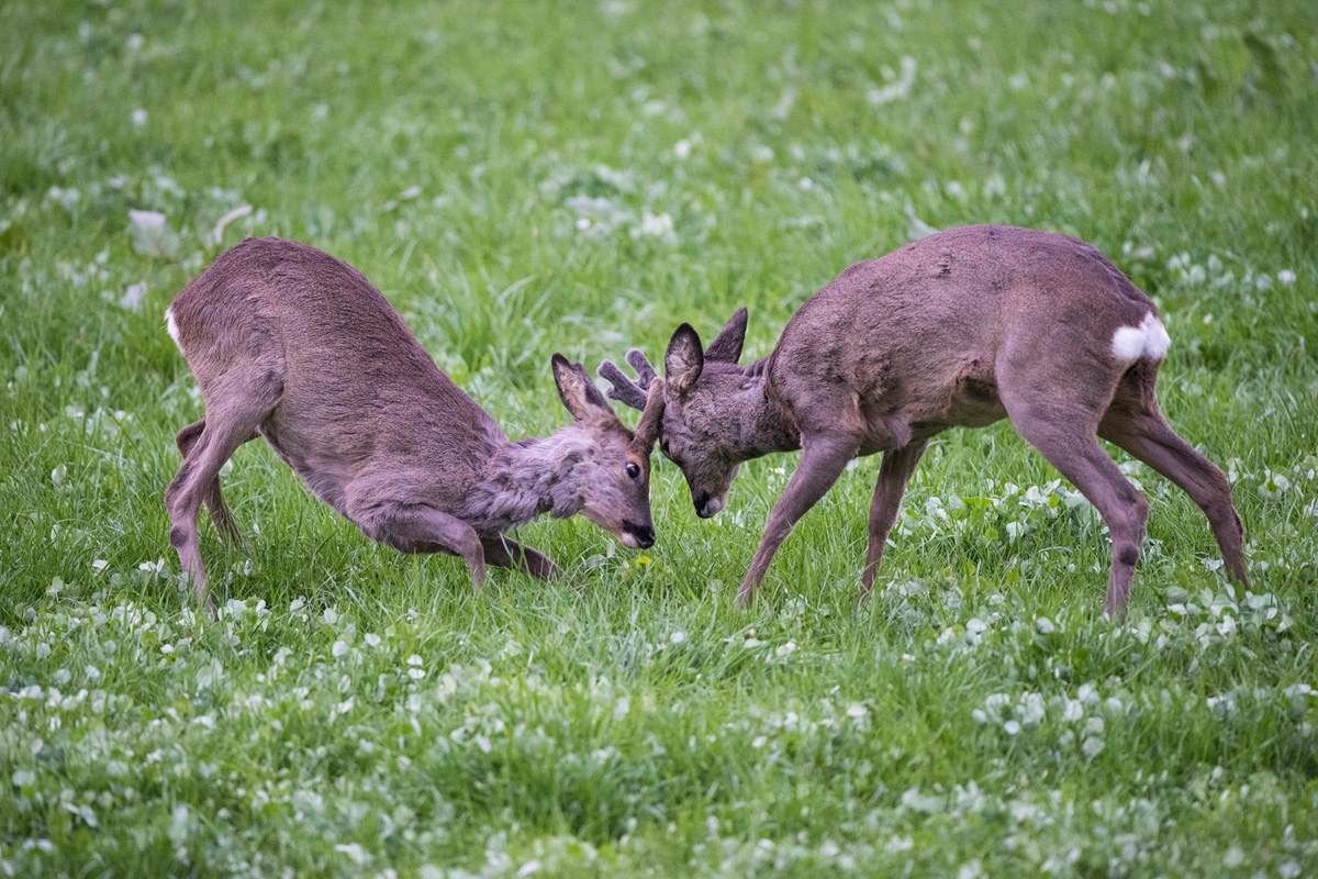 Roe Deer