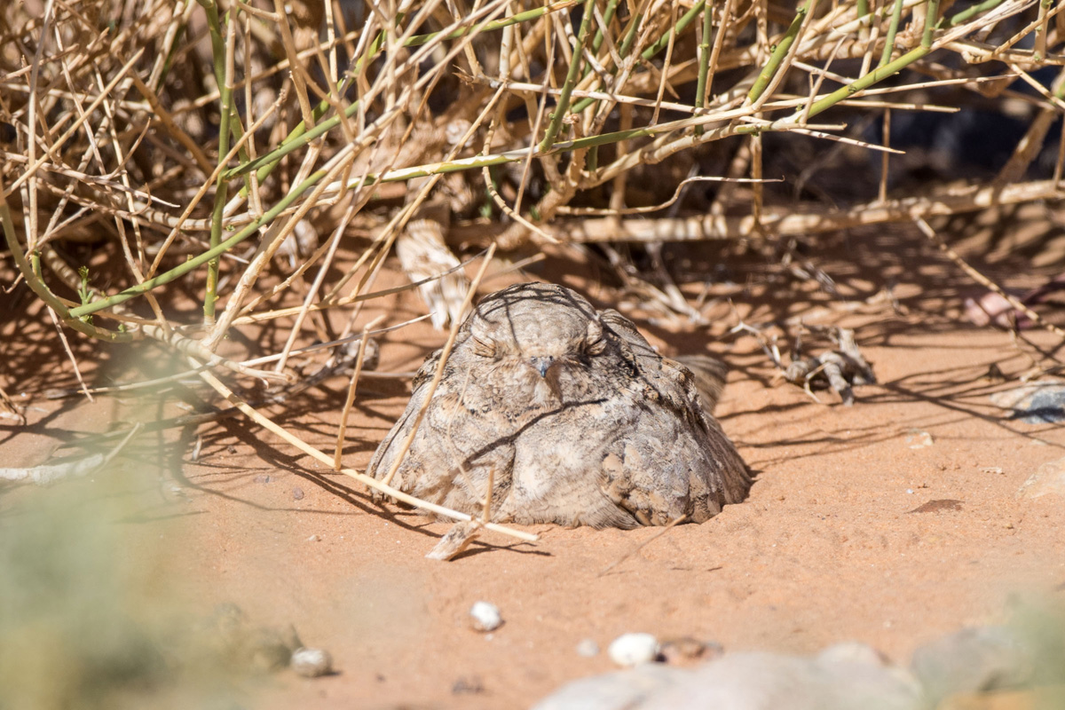 Egyptian Nightjar