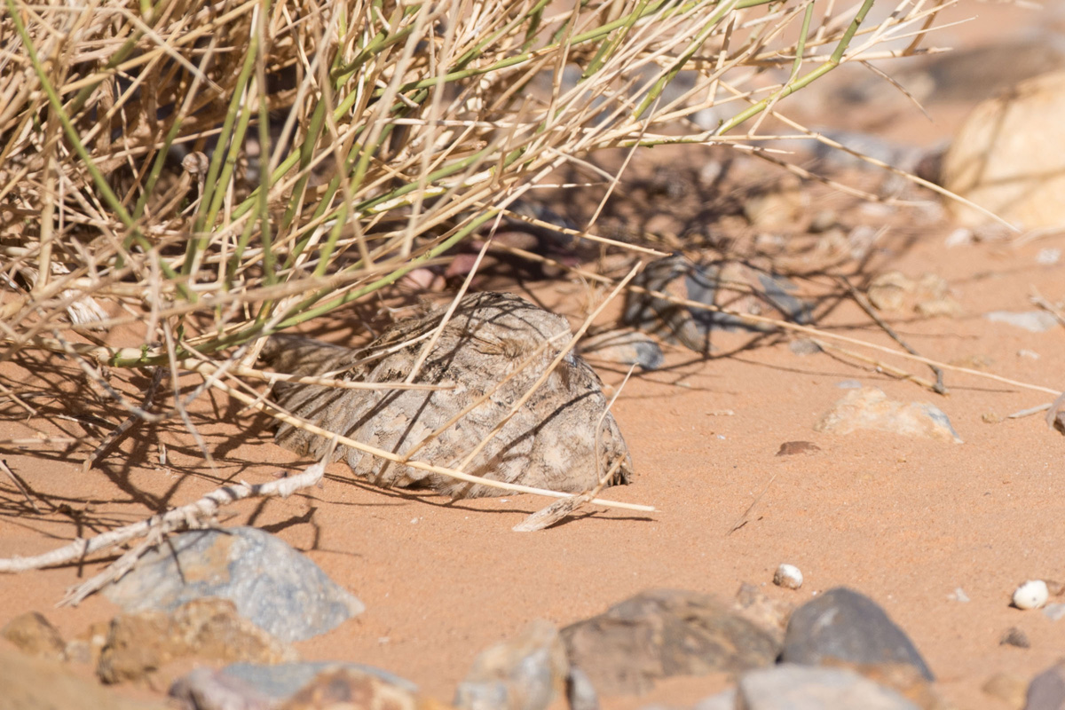 Egyptian Nightjar