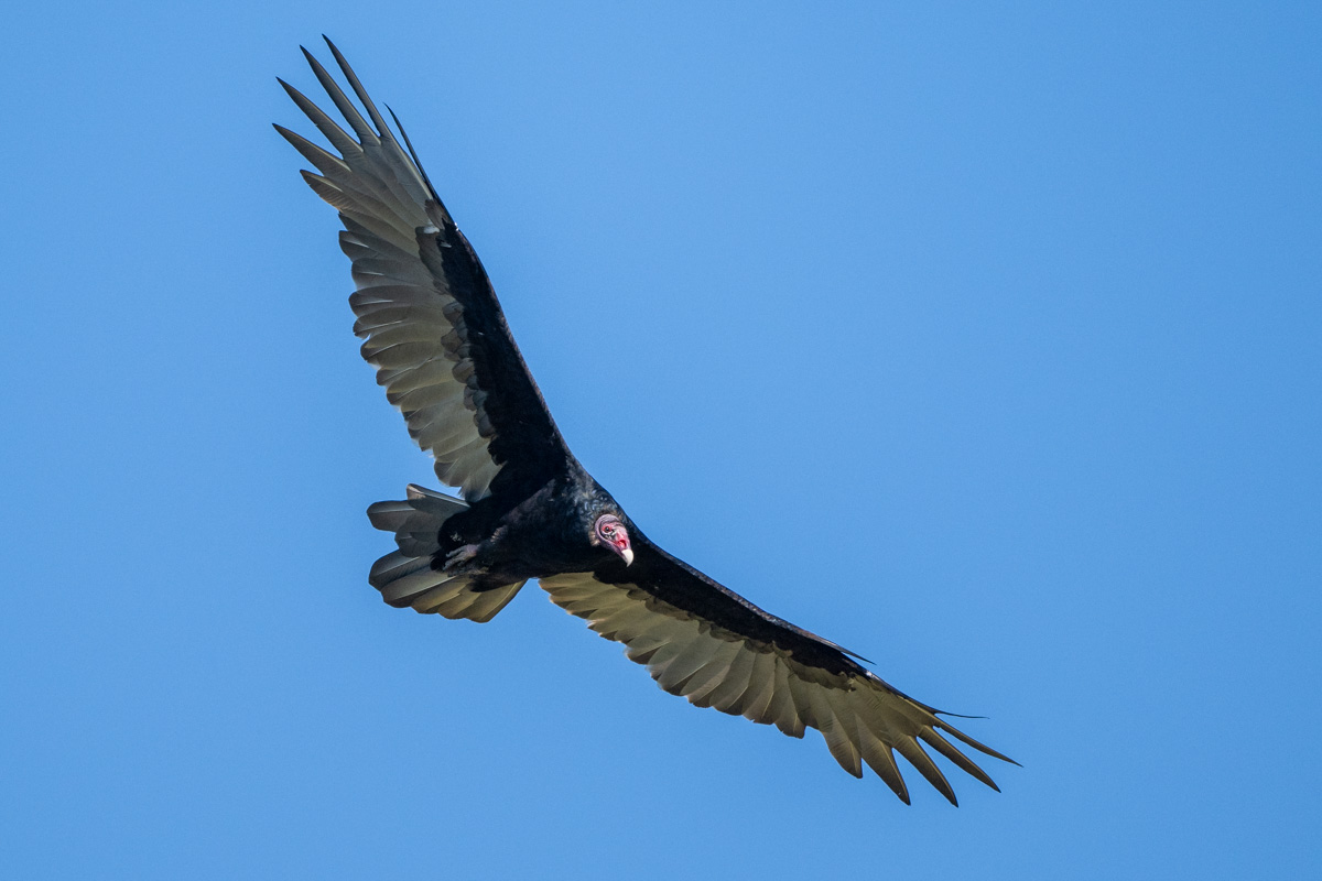 Turkey Vulture