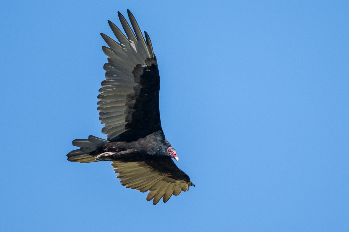 Turkey Vulture